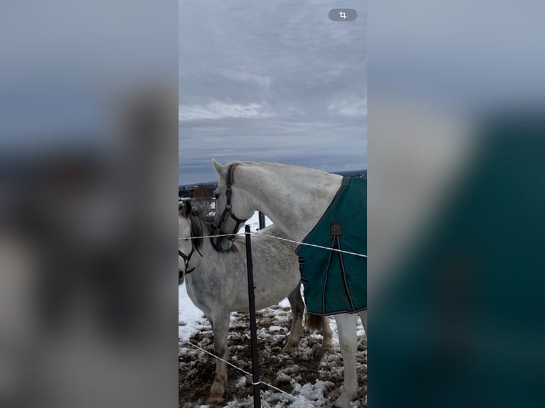 Caballo de deporte español Mestizo Yegua 12 años 156 cm Tordo in Welkenraedt