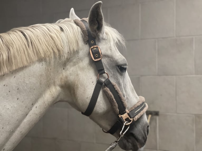 Caballo de deporte español Mestizo Yegua 12 años 156 cm Tordo in Welkenraedt