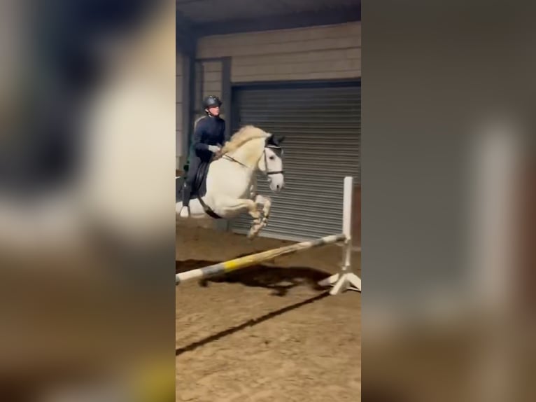 Caballo de deporte español Mestizo Yegua 12 años 156 cm Tordo in Welkenraedt