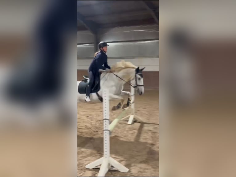 Caballo de deporte español Mestizo Yegua 12 años 156 cm Tordo in Welkenraedt