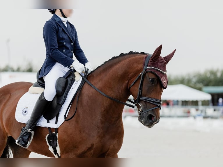 Caballo de deporte español Yegua 12 años 158 cm Castaño rojizo in Velilla De San Antonio