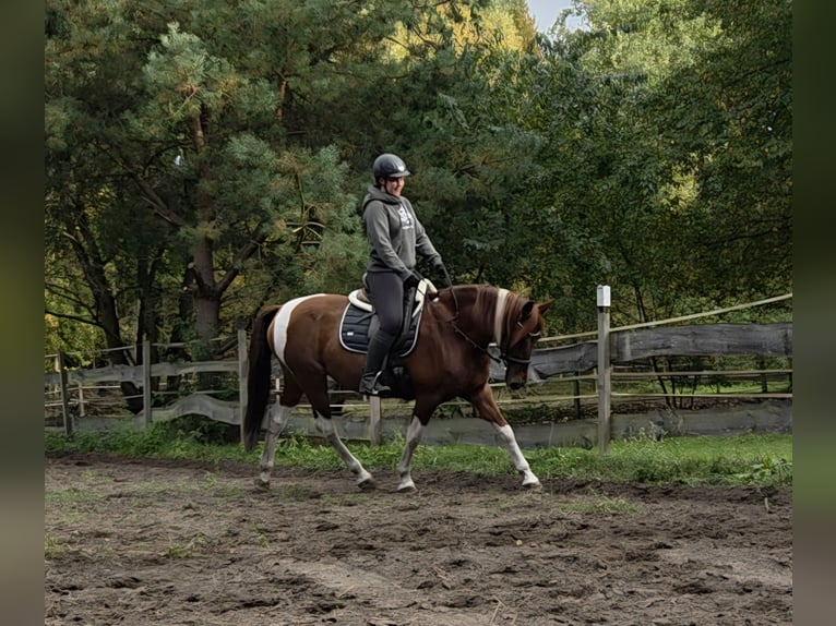 Caballo de deporte español Yegua 12 años 160 cm Alazán in Oranienburg