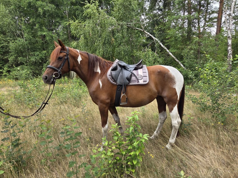 Caballo de deporte español Yegua 12 años 160 cm Alazán in Oranienburg