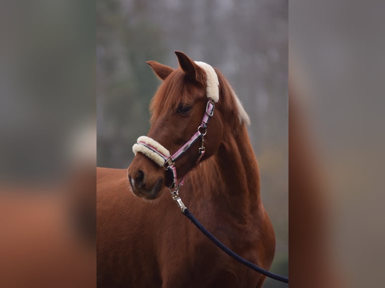 Caballo de deporte español Yegua 12 años 160 cm Alazán in Oranienburg