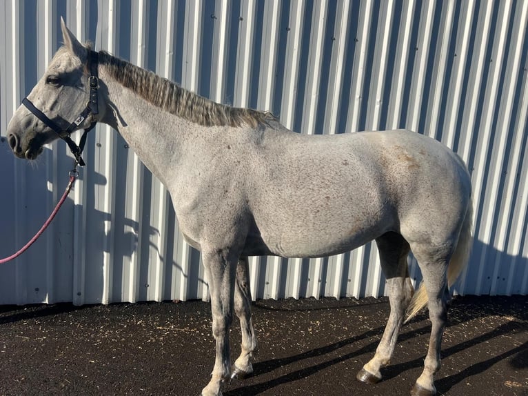 Caballo de deporte español Yegua 12 años 162 cm Tordo in Santa cruz de bezana
