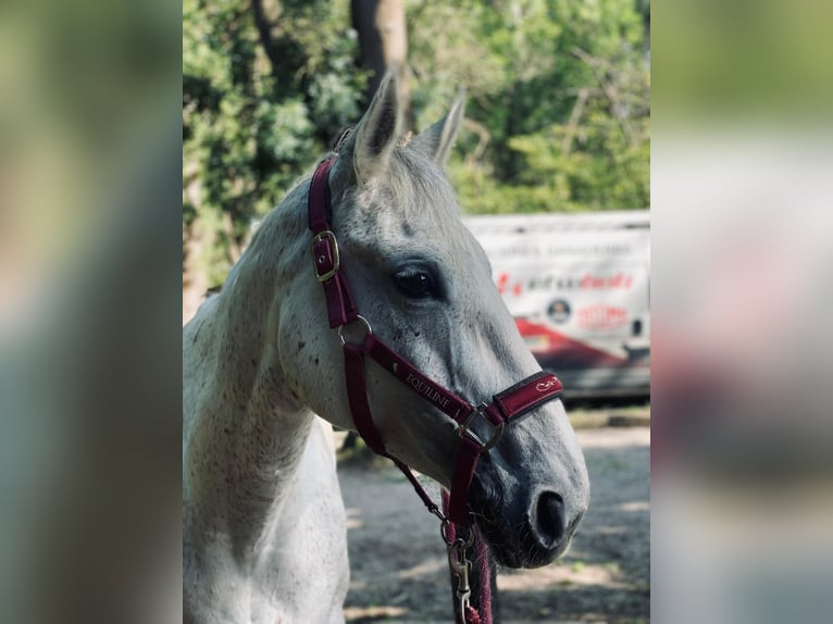 Caballo de deporte español Yegua 12 años 162 cm Tordo in Santa cruz de bezana