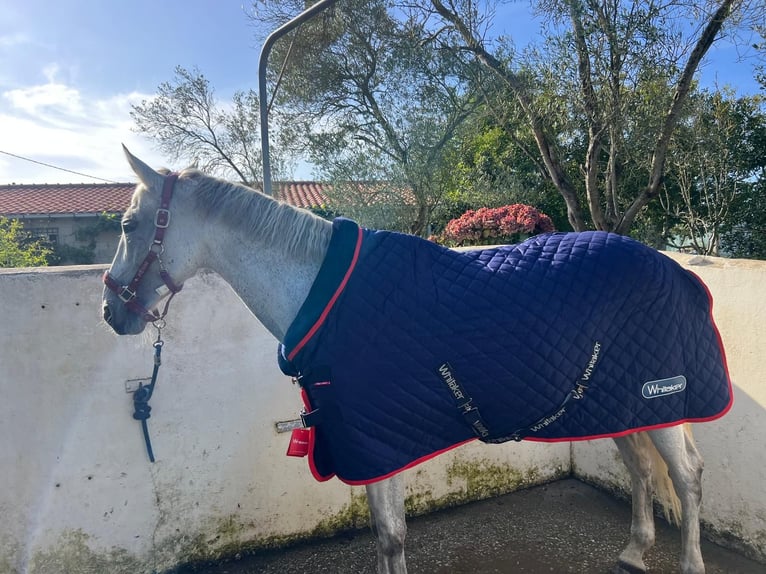 Caballo de deporte español Yegua 12 años 162 cm Tordo in Santa cruz de bezana