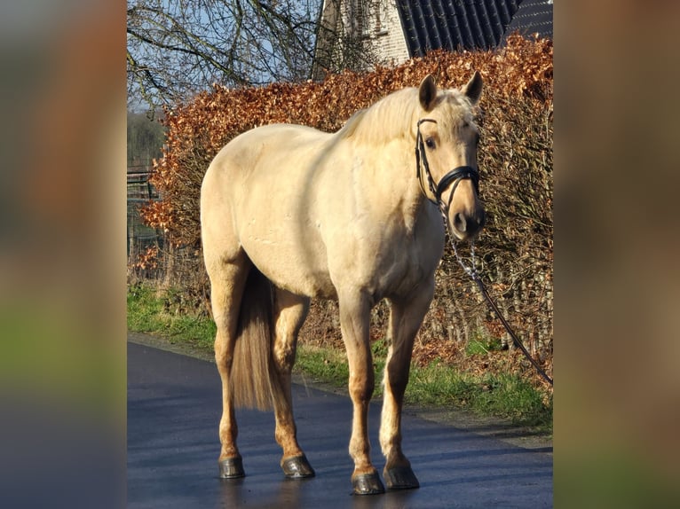 Caballo de deporte español Yegua 12 años 163 cm Palomino in Someren
