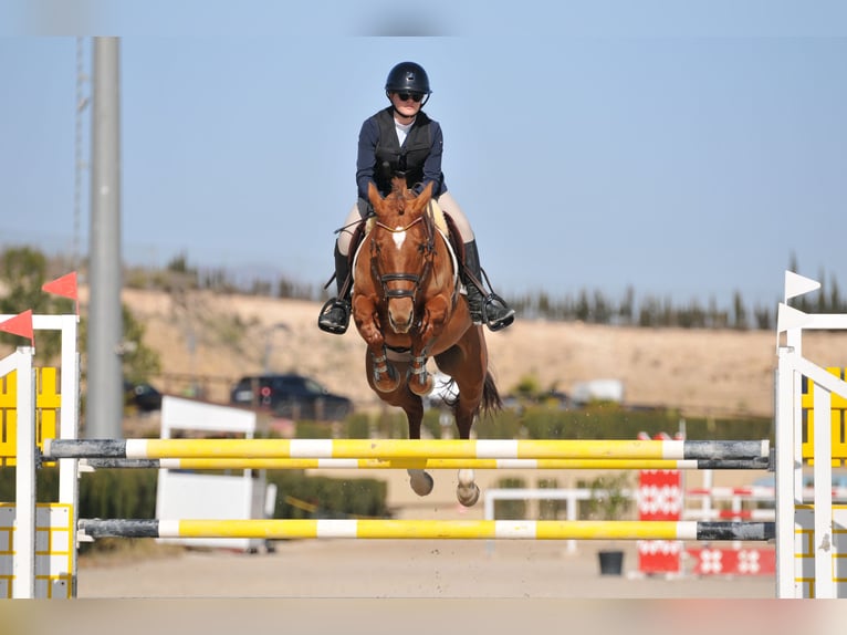 Caballo de deporte español Yegua 12 años 165 cm Alazán in El Bojal