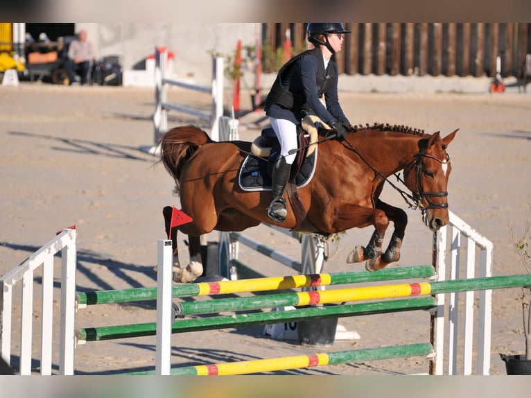 Caballo de deporte español Yegua 12 años 165 cm Alazán in El Bojal