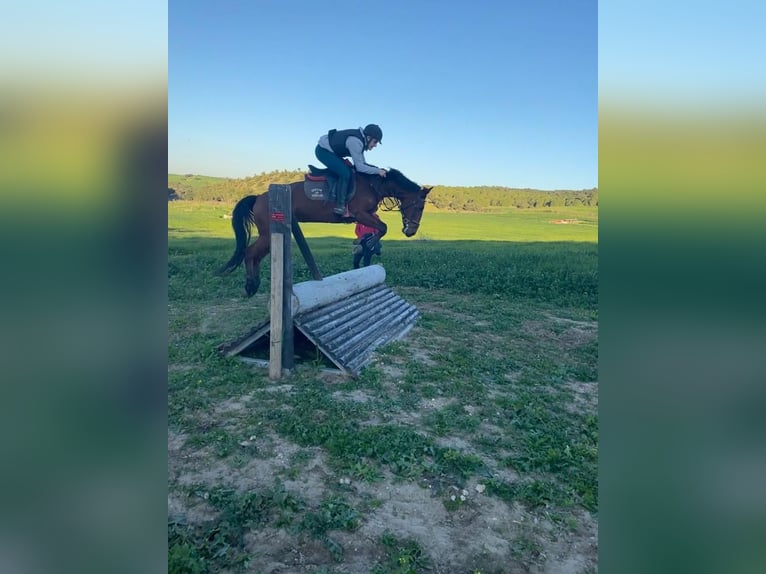 Caballo de deporte español Mestizo Yegua 13 años Castaño in Madrid