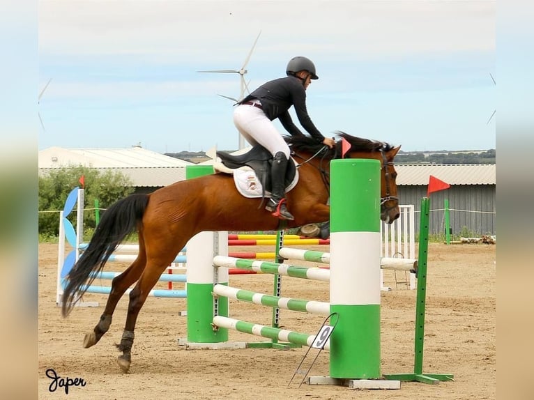 Caballo de deporte español Mestizo Yegua 13 años Castaño in Madrid