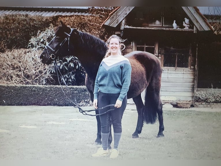 Caballo de deporte español Yegua 14 años 147 cm Negro in Sint Lenaarts