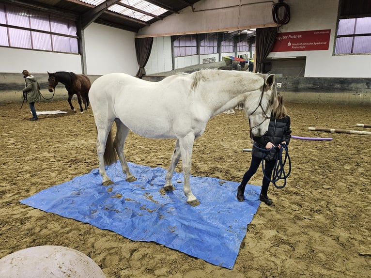 Caballo de deporte español Yegua 14 años 160 cm Tordo in Hamminkeln