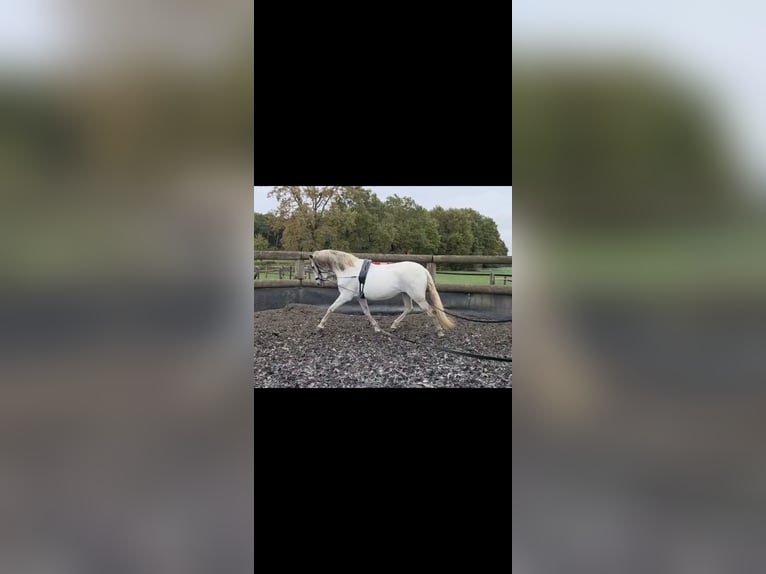 Caballo de deporte español Yegua 14 años 160 cm Tordo in Hamminkeln