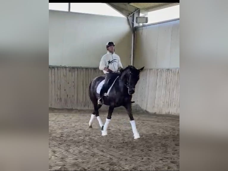 Caballo de deporte español Mestizo Yegua 14 años 164 cm Negro in Ovada AL