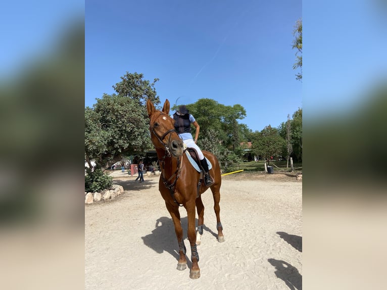 Caballo de deporte español Yegua 14 años 165 cm Alazán in Palma De Mallorca