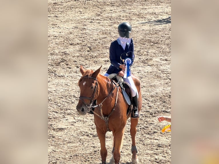 Caballo de deporte español Yegua 14 años 165 cm Alazán in Palma De Mallorca