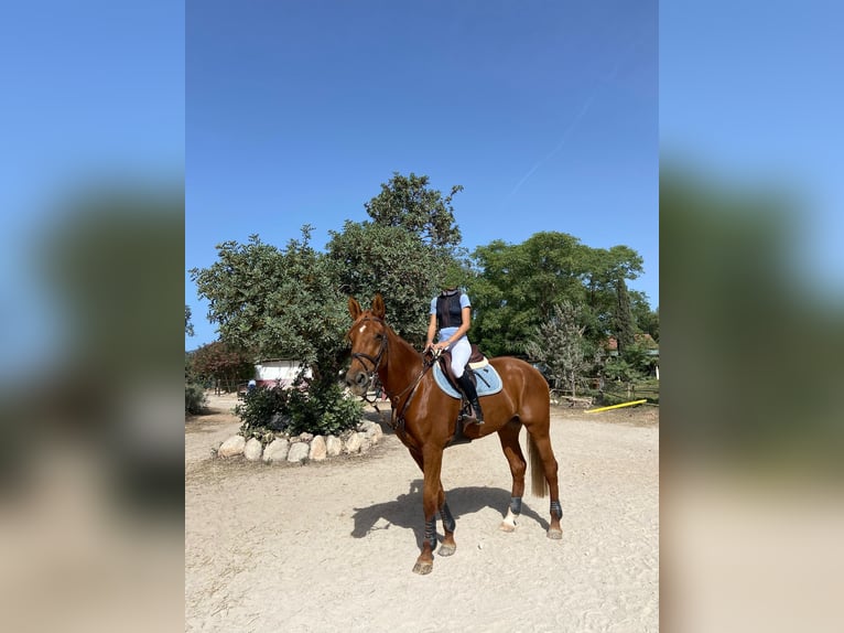 Caballo de deporte español Yegua 14 años 165 cm Alazán in Palma De Mallorca