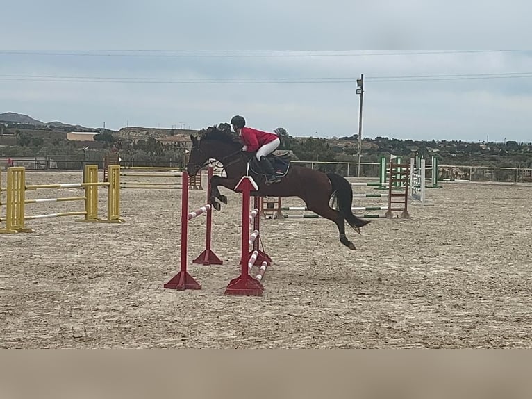 Caballo de deporte español Yegua 14 años 168 cm Castaño in Villanueva Del Pardillo