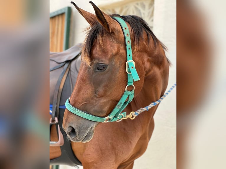 Caballo de deporte español Yegua 14 años 168 cm Castaño in Villanueva Del Pardillo