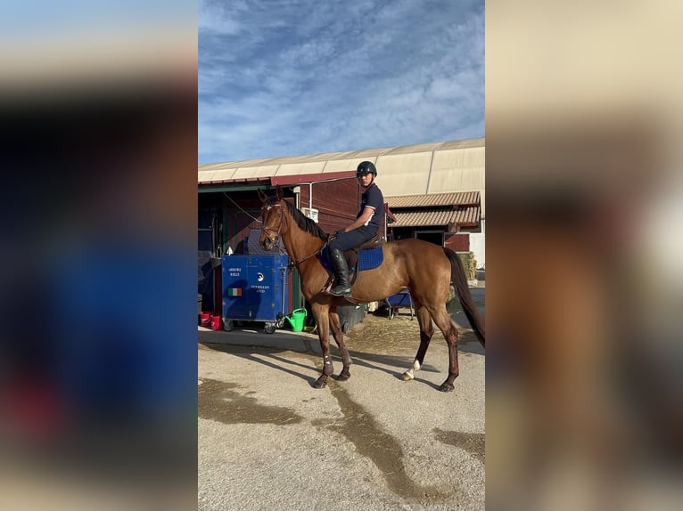 Caballo de deporte español Yegua 14 años 168 cm Castaño in Villanueva Del Pardillo