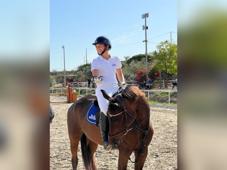 Caballo de deporte español Yegua 14 años 168 cm Castaño in Villanueva Del Pardillo