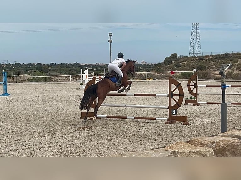 Caballo de deporte español Yegua 14 años 168 cm Castaño in Villanueva Del Pardillo