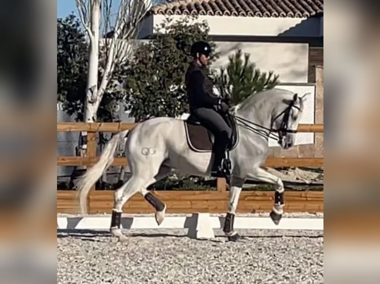 Caballo de deporte español Yegua 14 años 170 cm Tordo in Sueca