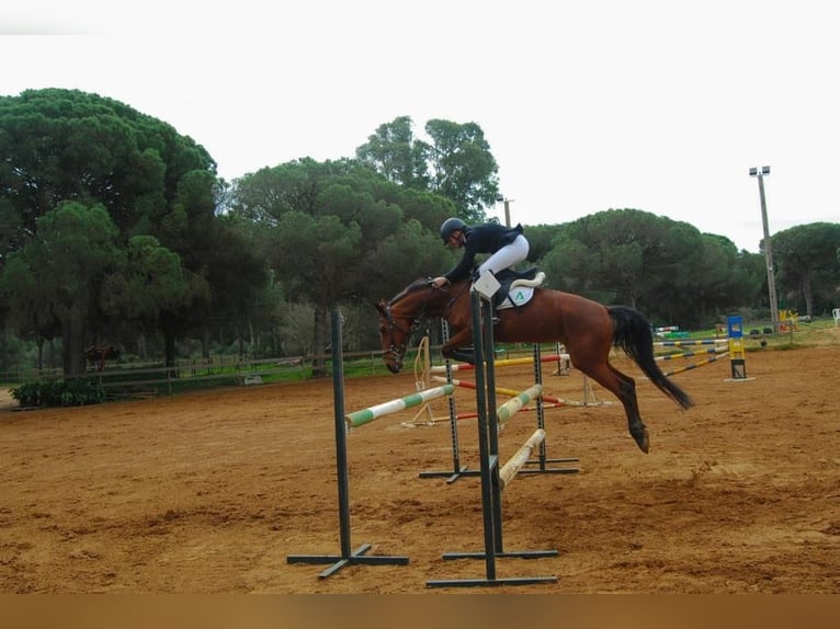 Caballo de deporte español Mestizo Yegua 14 años Castaño in Madrid