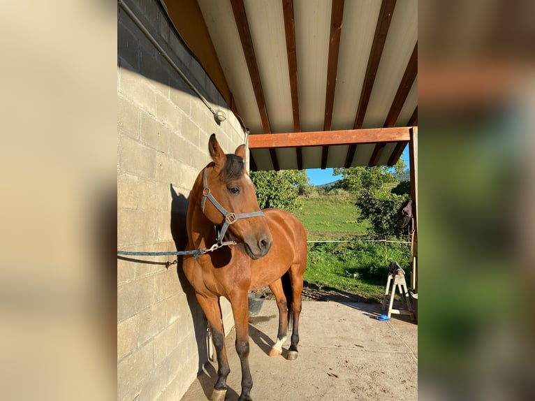 Caballo de deporte español Mestizo Yegua 15 años 135 cm Castaño in La Seu D&#39;Urgell