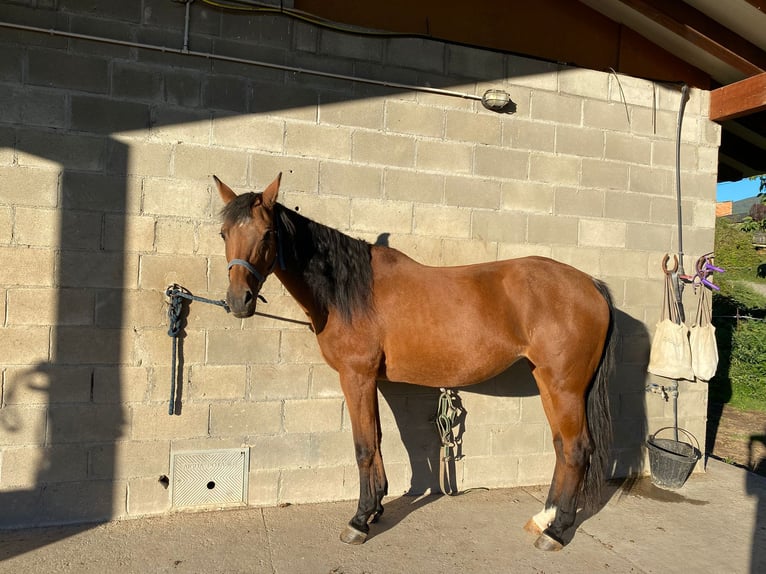 Caballo de deporte español Mestizo Yegua 15 años 135 cm Castaño in La Seu D&#39;Urgell