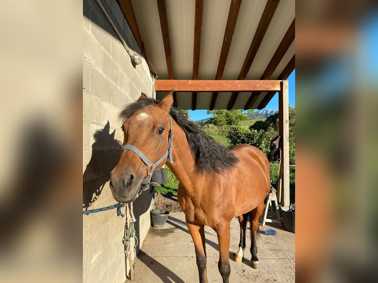 Caballo de deporte español Mestizo Yegua 15 años 135 cm Castaño in La Seu D&#39;Urgell