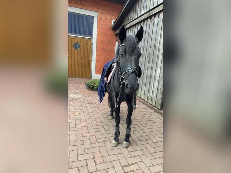 Caballo de deporte español Mestizo Yegua 15 años 148 cm Negro in Vechta