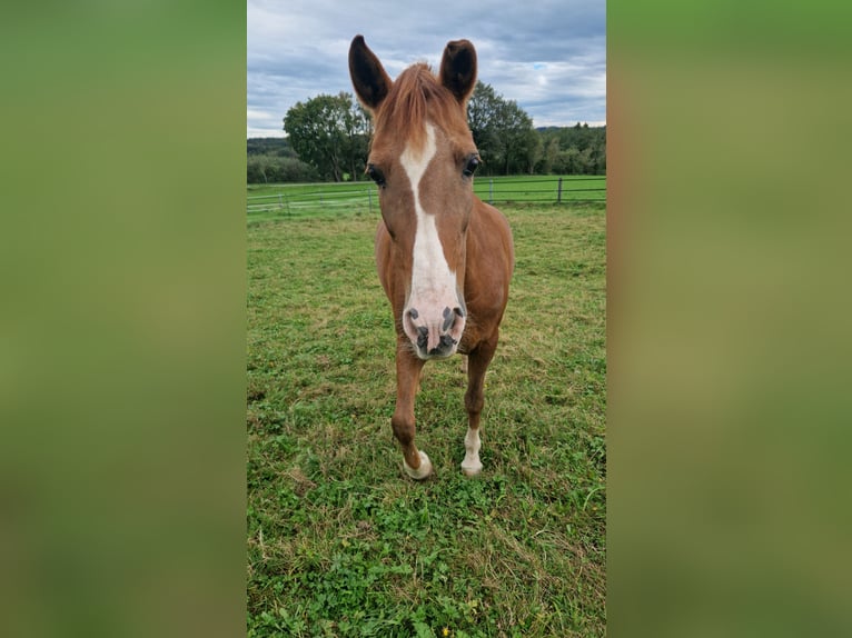 Caballo de deporte español Mestizo Yegua 15 años 150 cm Alazán in Wasserburg am Inn