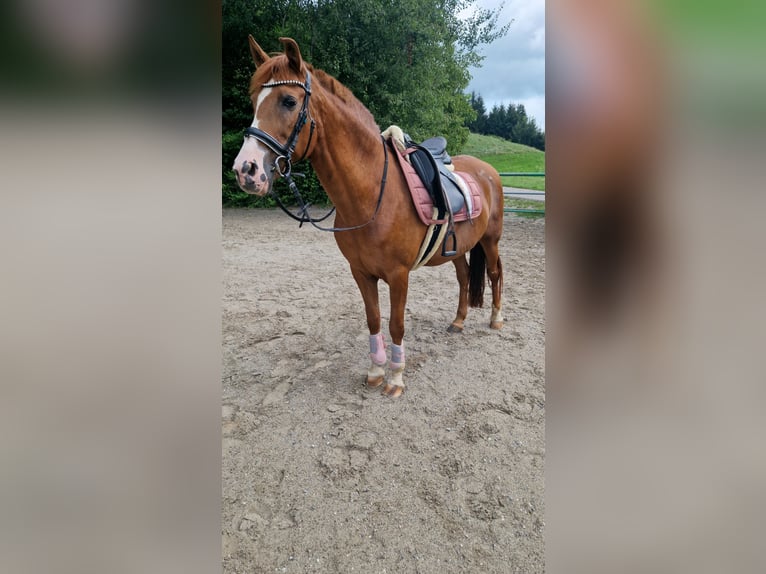 Caballo de deporte español Mestizo Yegua 15 años 150 cm Alazán in Wasserburg am Inn