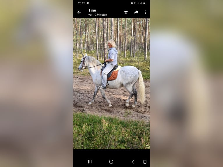 Caballo de deporte español Yegua 15 años 160 cm Tordo in Neumarkt in der Oberpfalz