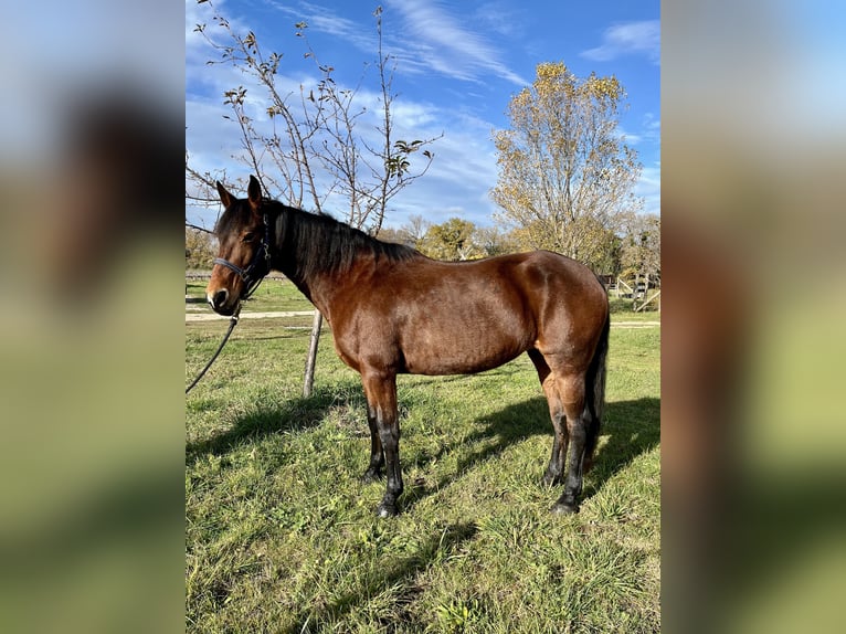 Caballo de deporte español Yegua 15 años 164 cm Castaño in chantemerle-les-grignan