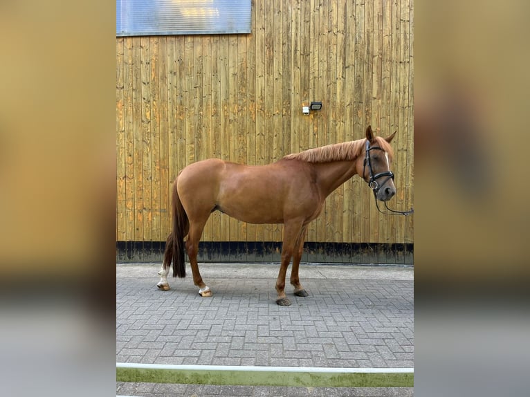 Caballo de deporte español Mestizo Yegua 16 años 155 cm Alazán in Mandelbachtal