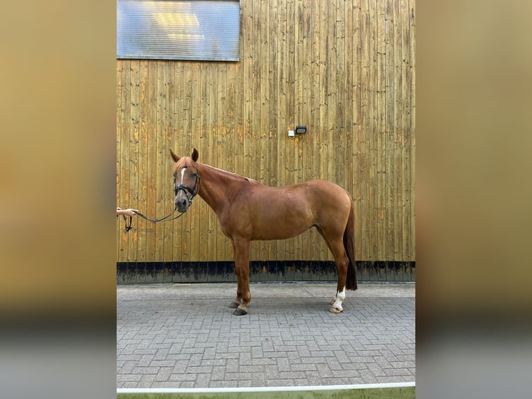 Caballo de deporte español Mestizo Yegua 16 años 155 cm Alazán in Mandelbachtal