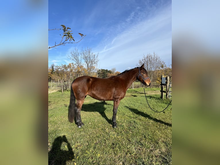 Caballo de deporte español Yegua 16 años 164 cm Castaño in chantemerle-les-grignan