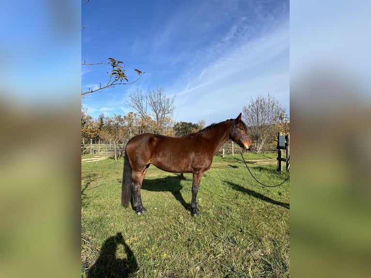 Caballo de deporte español Yegua 16 años 164 cm Castaño in chantemerle-les-grignan