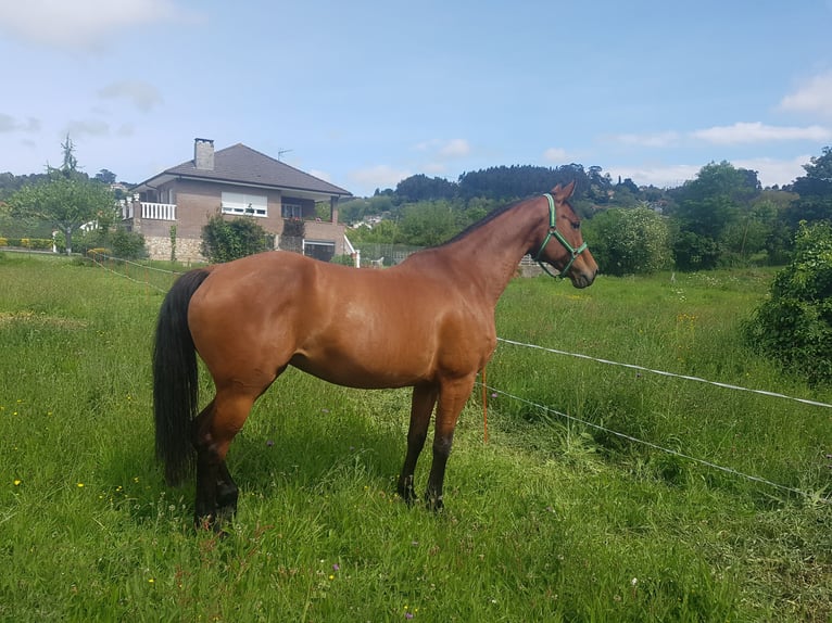 Caballo de deporte español Yegua 16 años 170 cm Castaño oscuro in Gijon