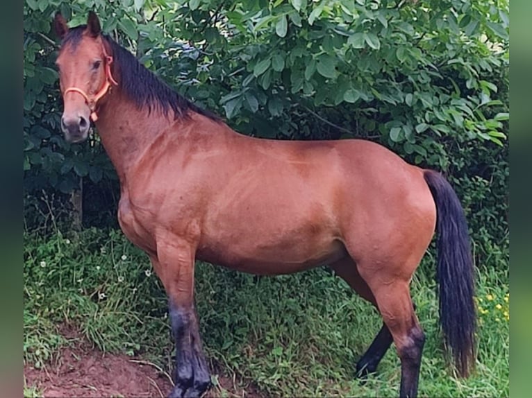 Caballo de deporte español Yegua 16 años 170 cm Castaño oscuro in Gijon