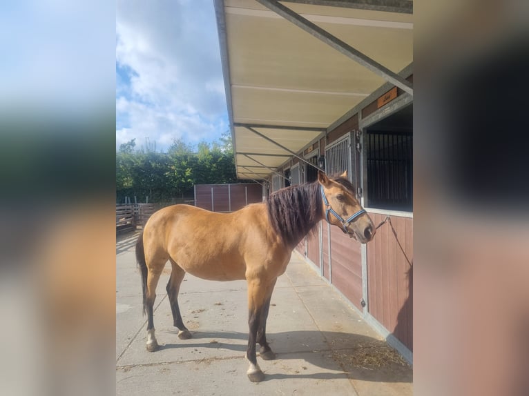Caballo de deporte español Yegua 16 años Castaño in Zoetermeer