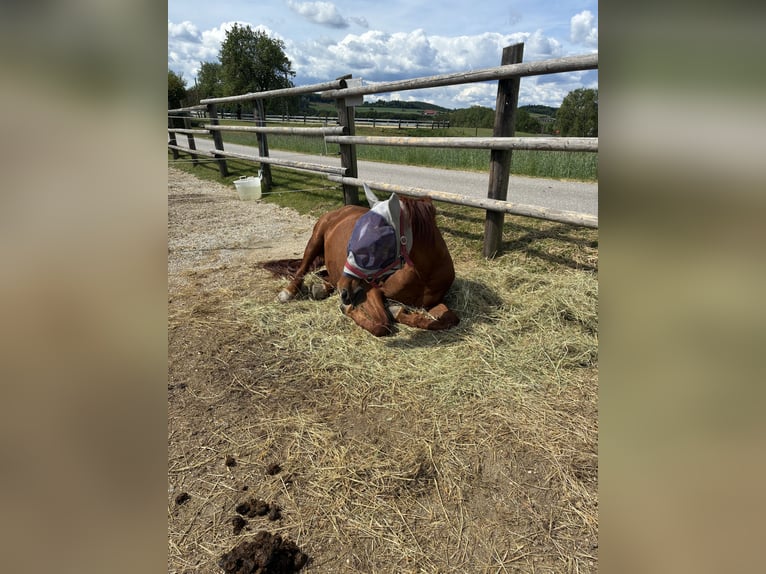 Caballo de deporte español Mestizo Yegua 17 años 163 cm Alazán in Gföhl