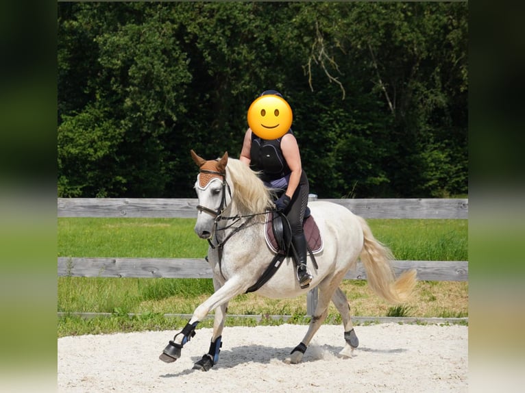 Caballo de deporte español Yegua 19 años 155 cm Tordo in Krumbach