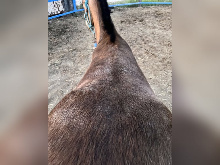 Caballo de deporte español Yegua 1 año 135 cm Bayo in Mocejon