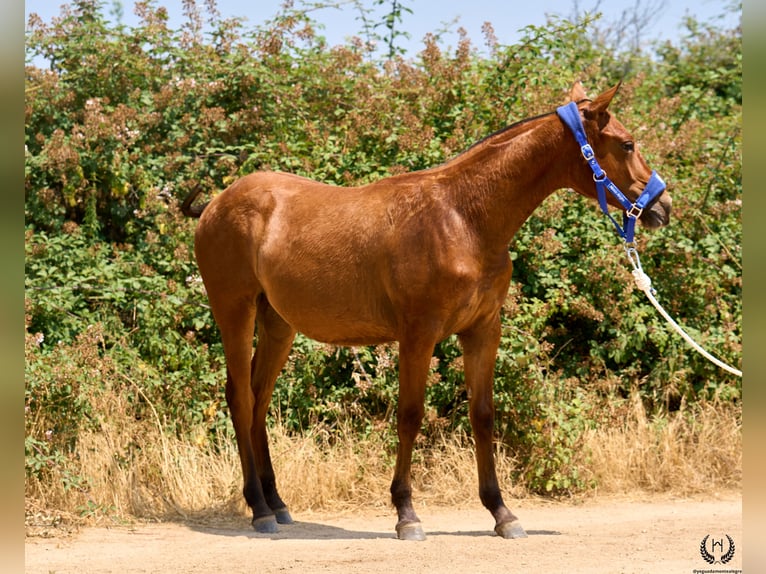 Caballo de deporte español Yegua 1 año 145 cm Castaño oscuro in Navalperal De Pinares