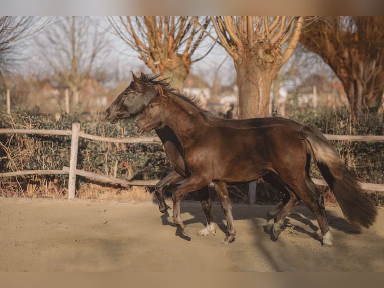 Caballo de deporte español Yegua 1 año 149 cm Negro in Aartrijke